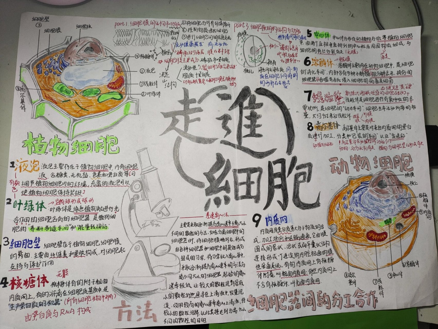 生物必修一第三章思维导图or手抄报 我尽力了,,,没有彩铅只能用仅有的