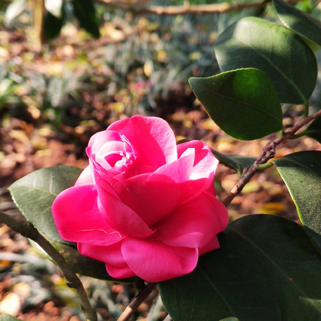 茶花状元红图片大全图片