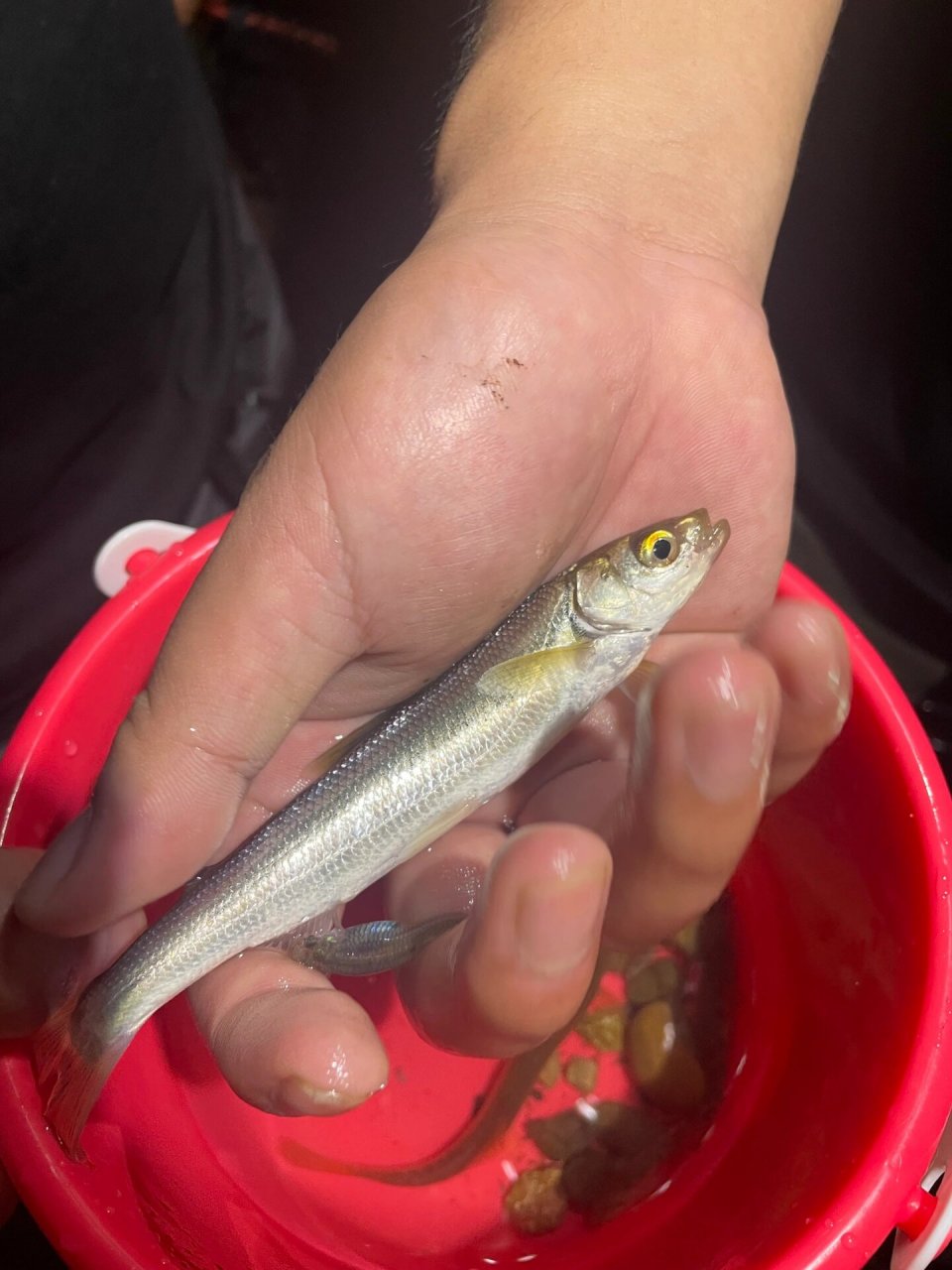 这季节居然收获两只小龙虾,临走之后居然有条抚仙湖稀有鱼种抗浪鱼.