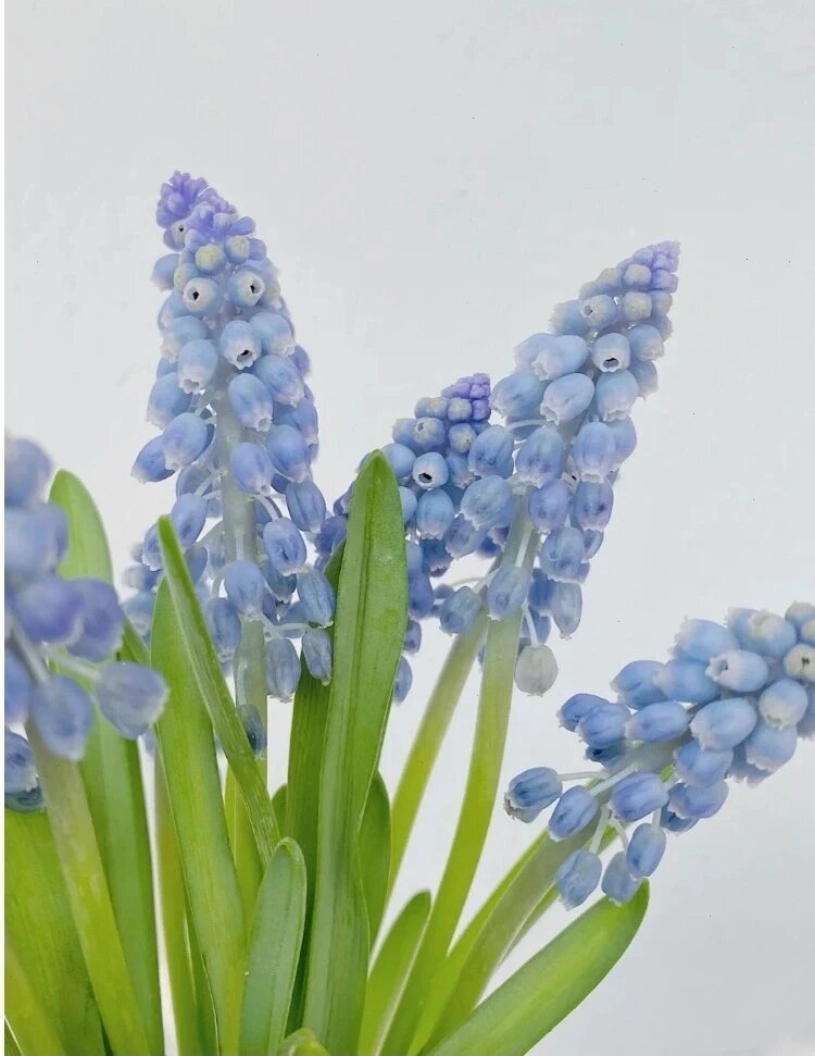 每天认识一种花-风信子