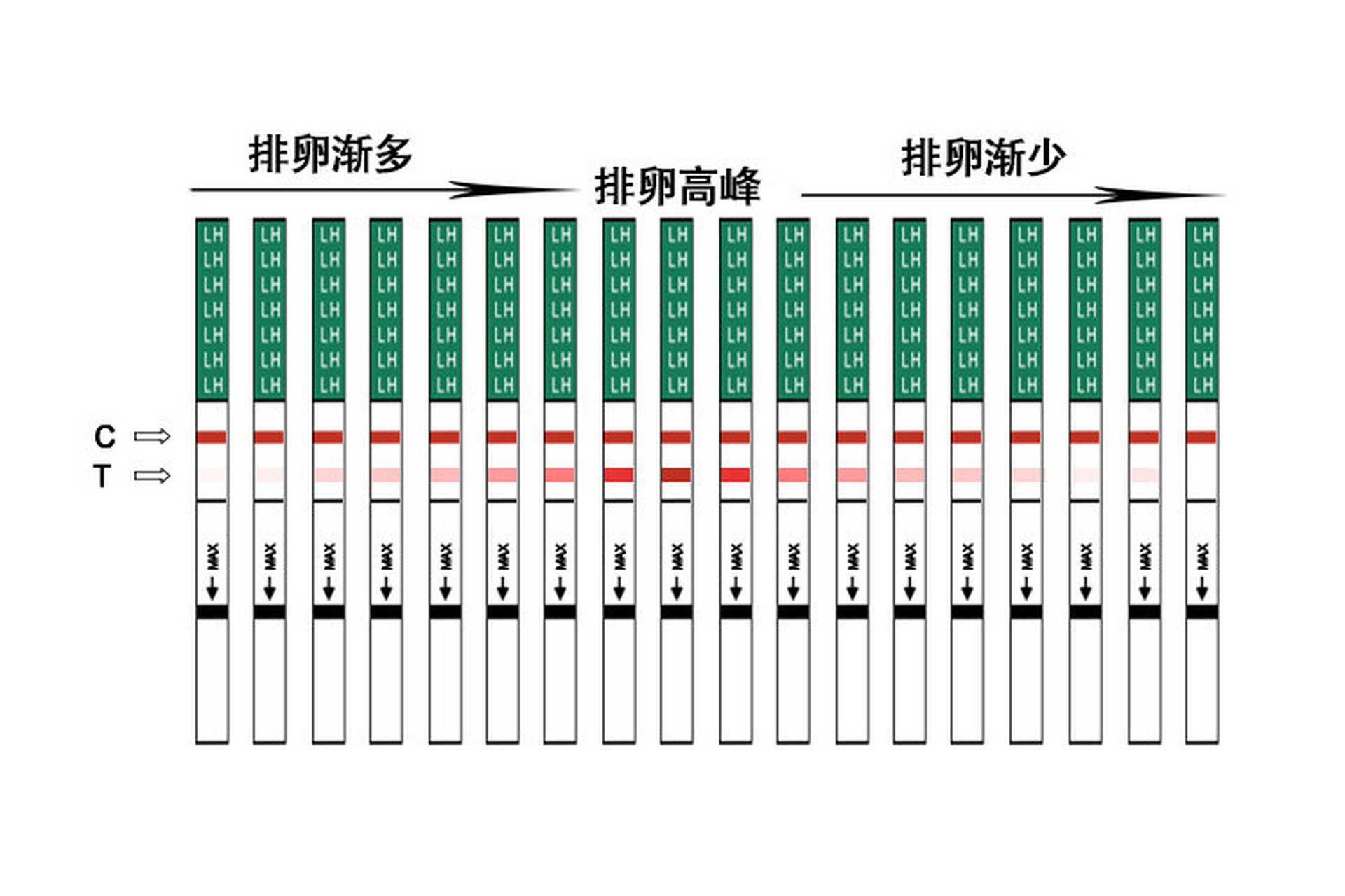 移植后排卵试纸变化图图片