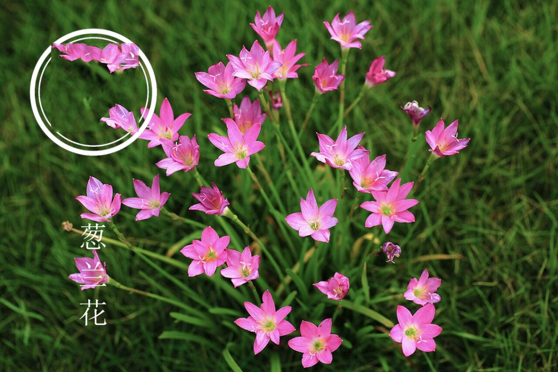 养花日常之葱兰 hello~今天呢,讲一种草坪类花花,不开花时跟草一模一