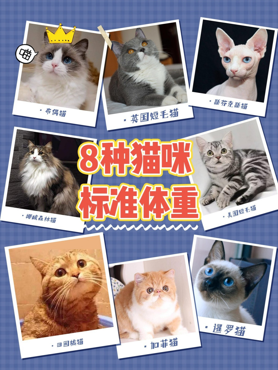 刚出生小猫体重表图片