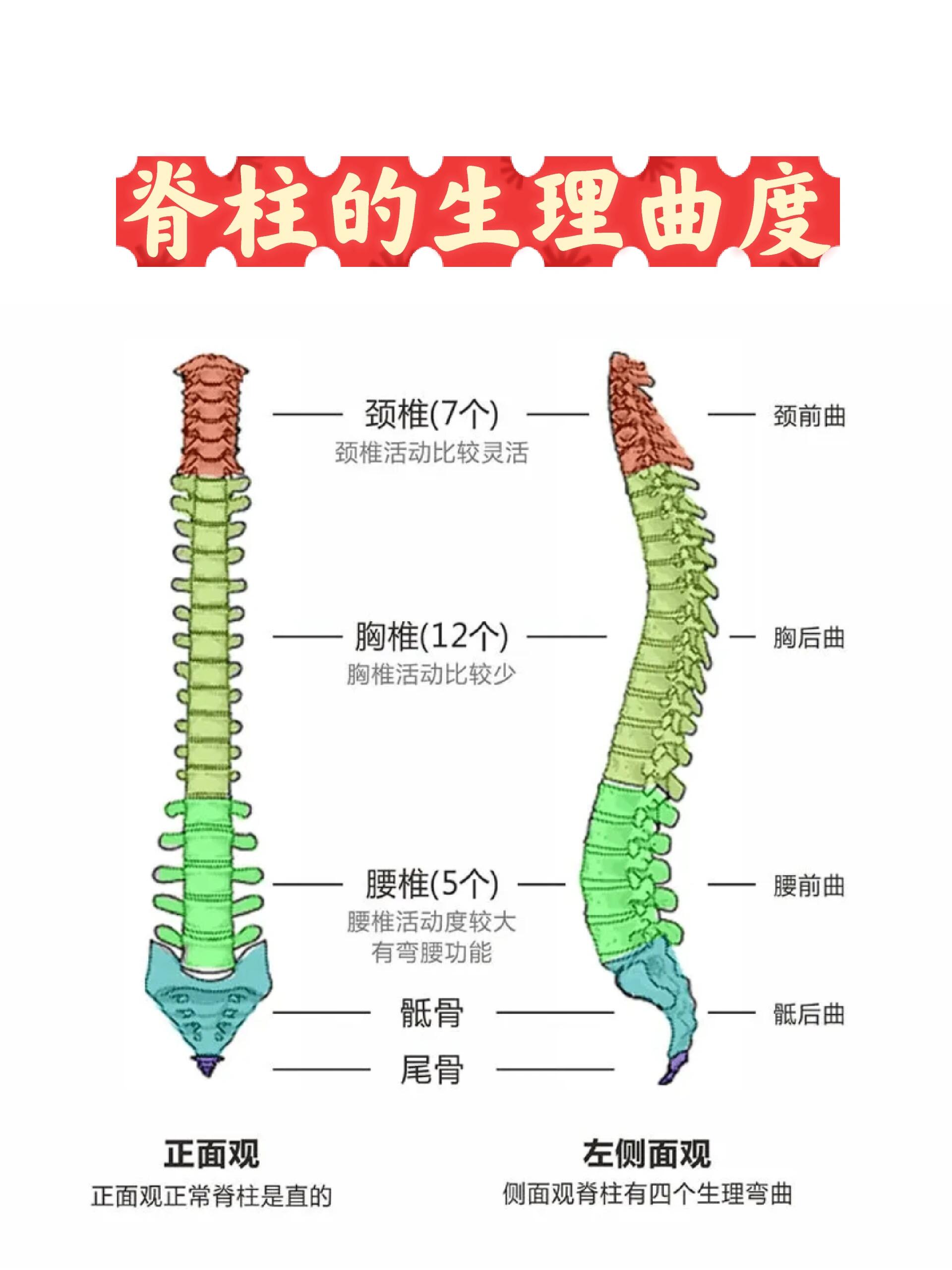 脊柱的生理曲度!