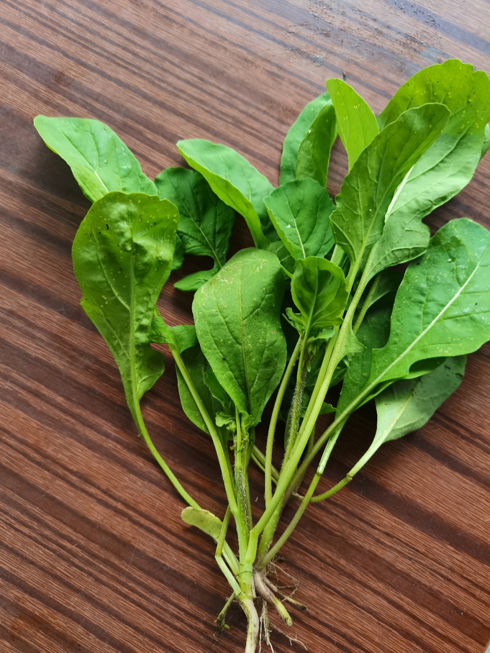 东北人都管这种菜叫臭菜 东北人都管这种菜叫臭菜,闻着臭,吃着香.