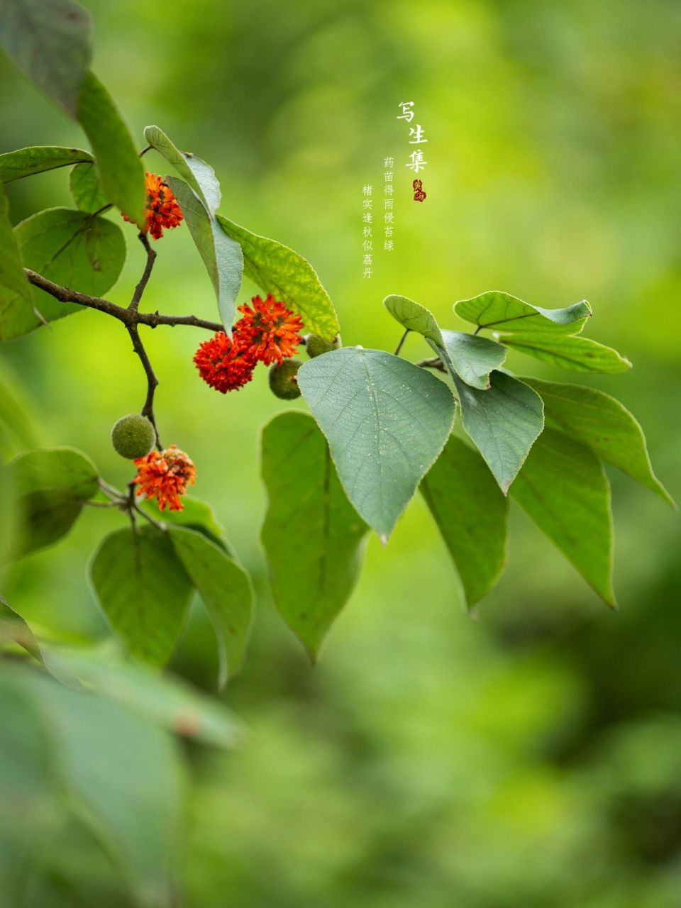 【写生百科】 褚实子,中药名.