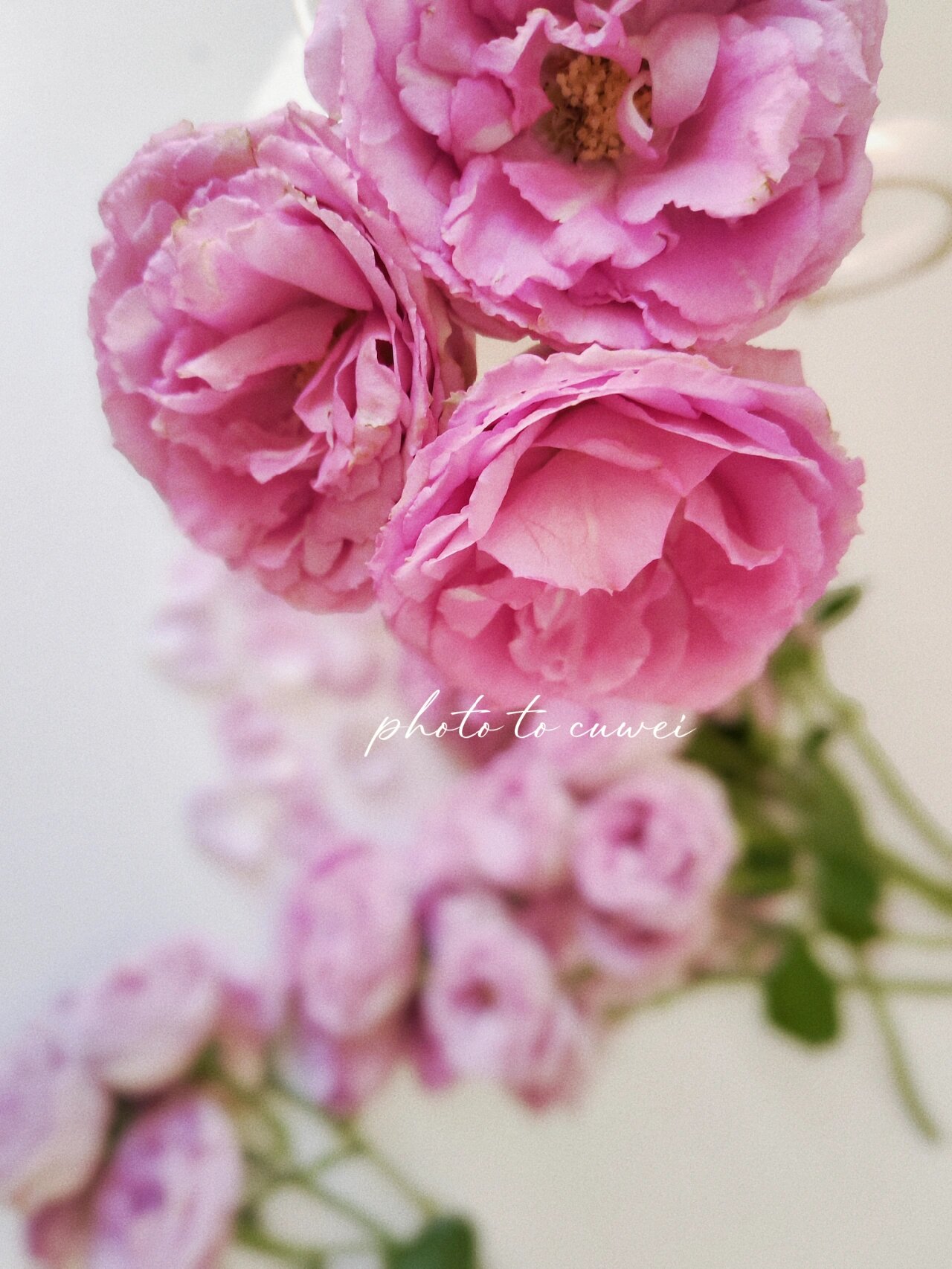 贝琳达多头玫瑰|铁头玫瑰开炸 幸福感爆棚