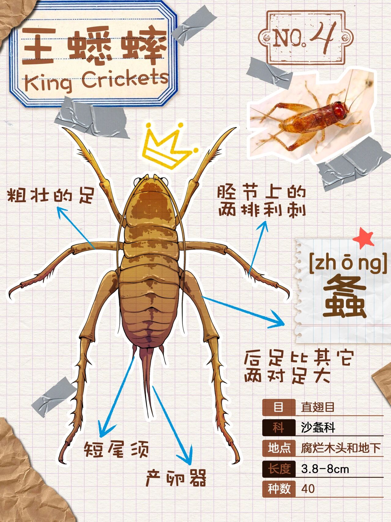 铁弹子蟋蟀王图片