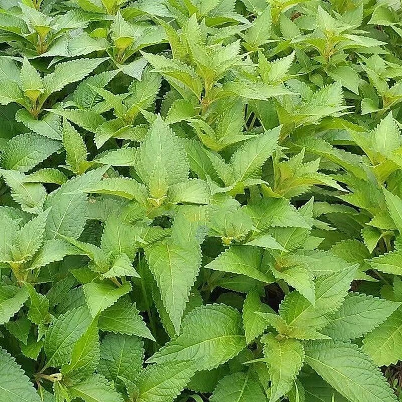 909090溪黄草具有清热解毒,保肝护肝,退黄祛湿,通络活血等功效!