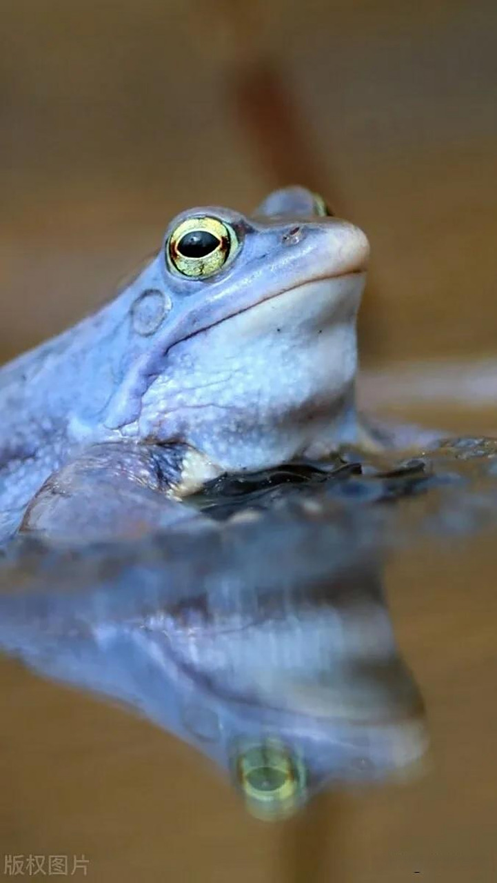 波兰摄影师捕捉蓝色青蛙照片令人惊叹 波兰野生动物摄影师马特乌什