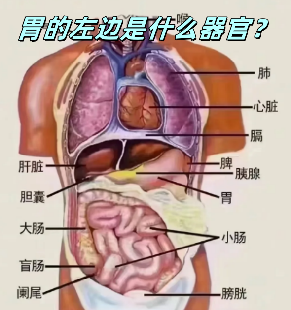 胃的左边主要有脾脏,左肾,左肾上腺,胰腺,部分横结肠和小肠