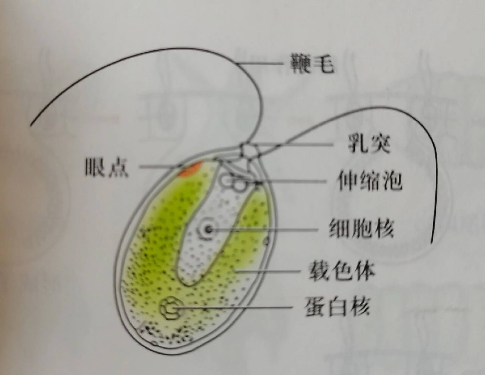 衣藻 绿藻门衣藻属 真核单细胞植物,有鞭毛(可运动),伸缩泡(排泄),眼
