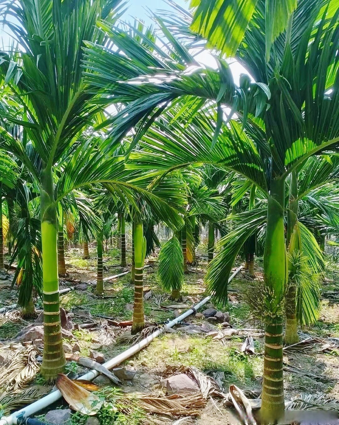 槟榔树树干笔直,叶子呈羽状.