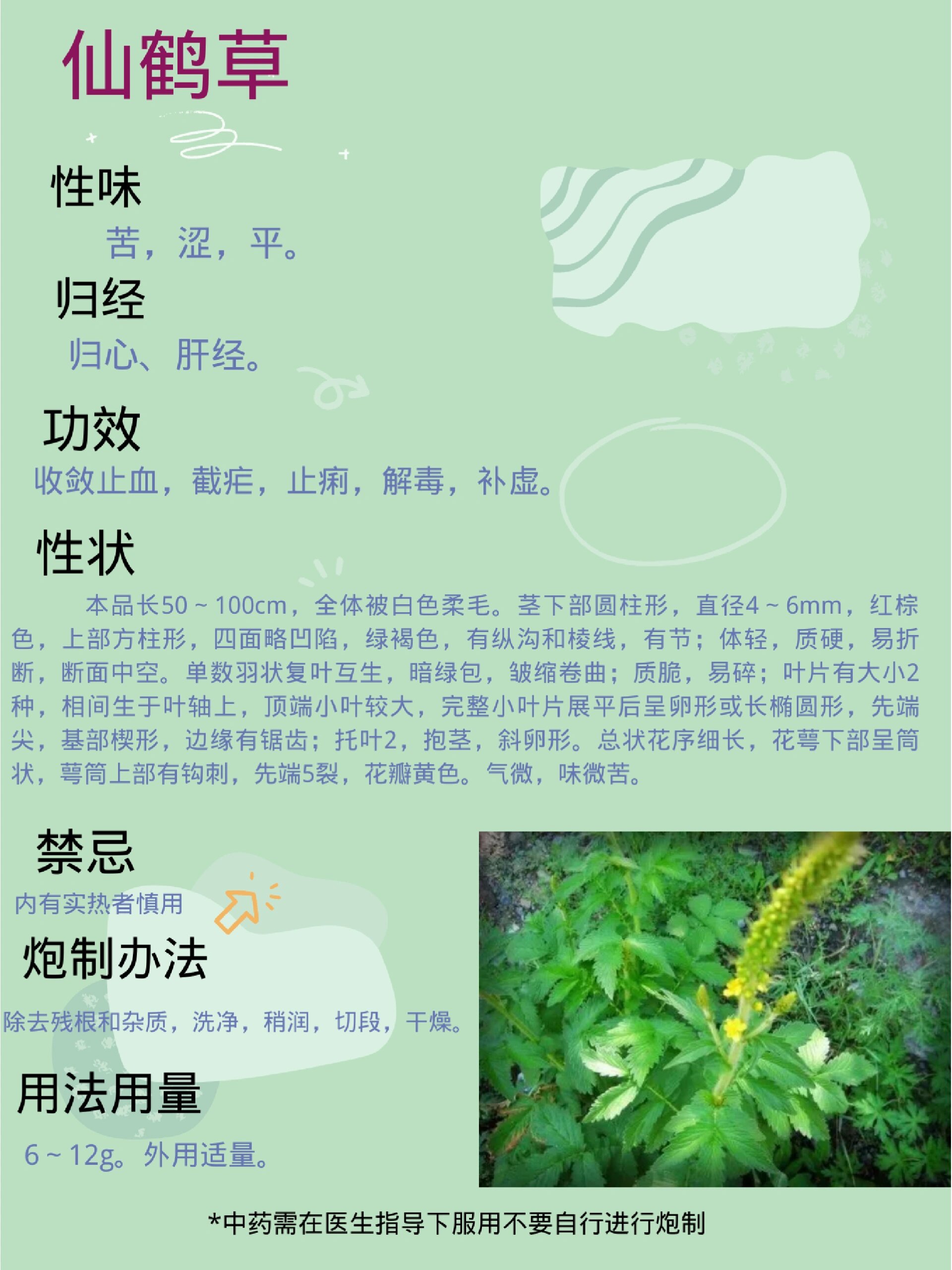 石见穿别名仙鹤草图片