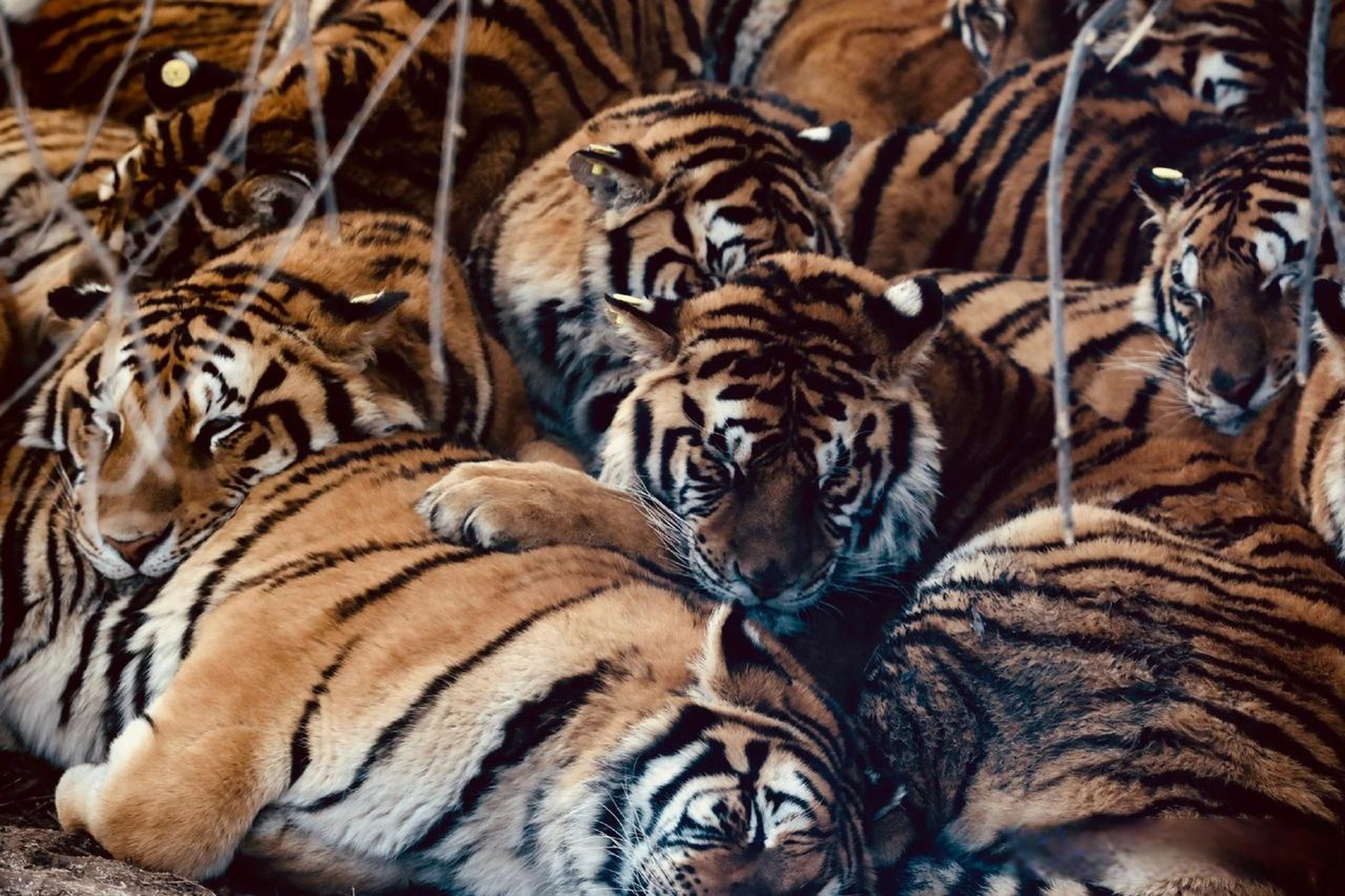 一山不容二虎,除非零下二十五