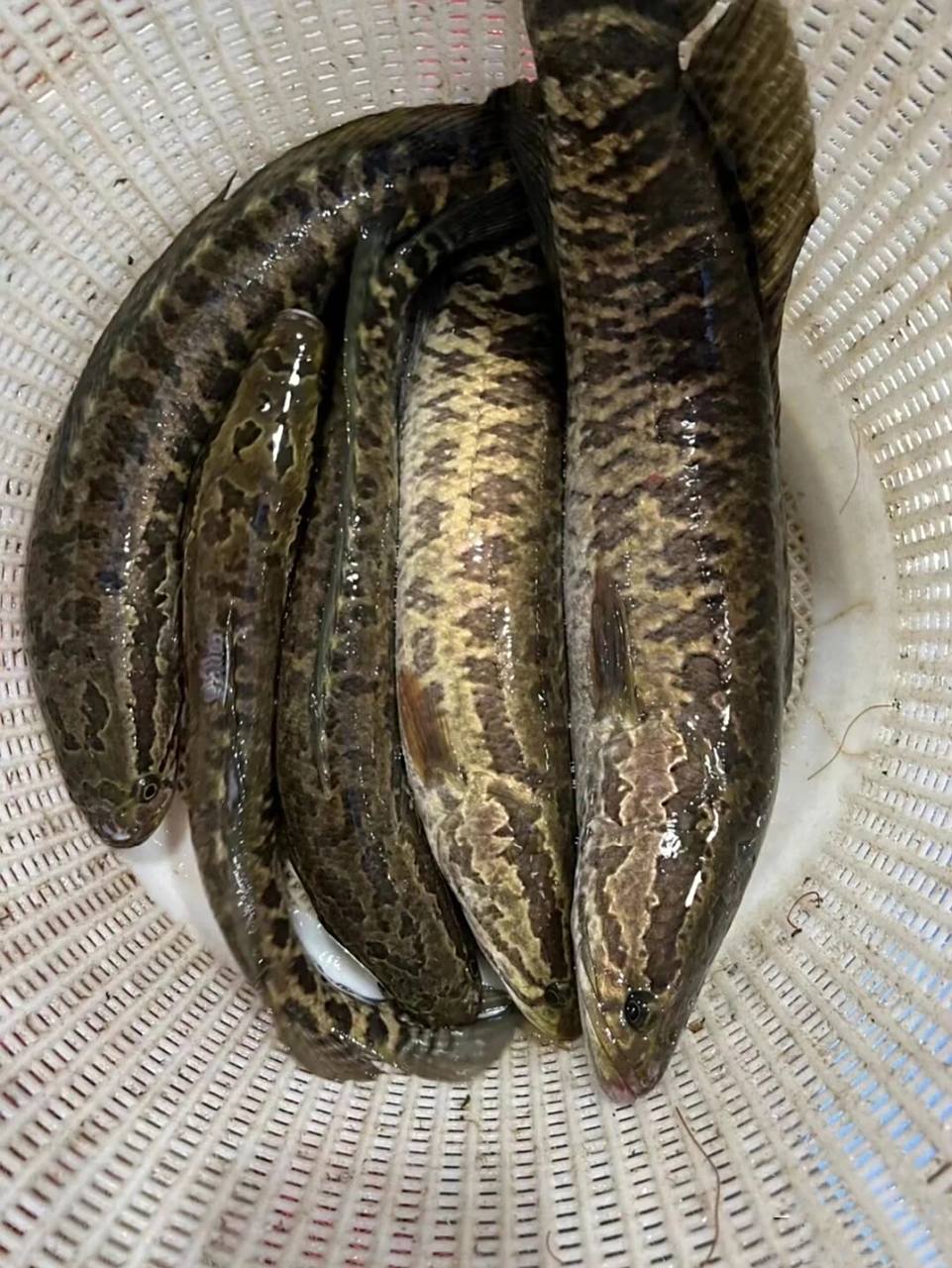 野生黑鱼 野生黑鱼