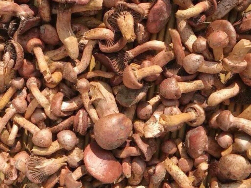 松伞蘑的功效与作用:增强人体抵.@白羊聊健康的动态