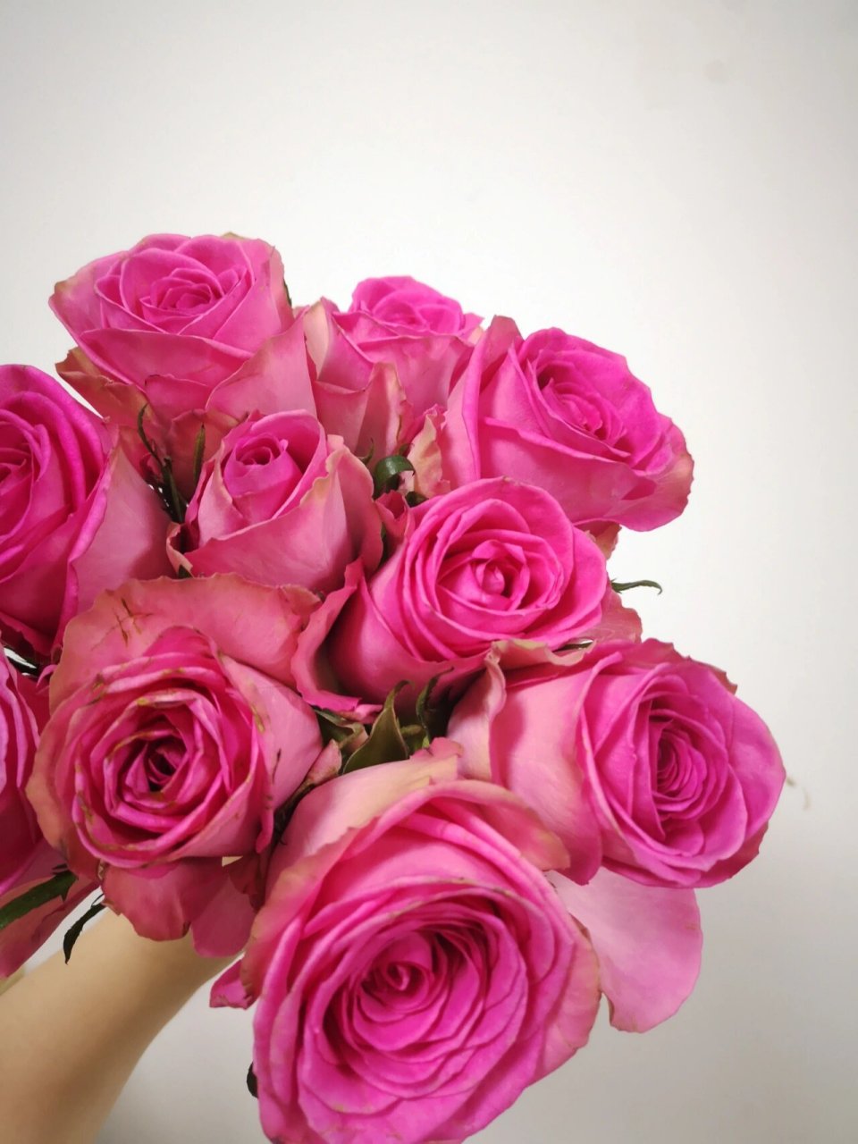 至爱玫瑰 逸禾玫瑰 超大花苞 花头非常大,有点像糖果雪山,花型跟糖果