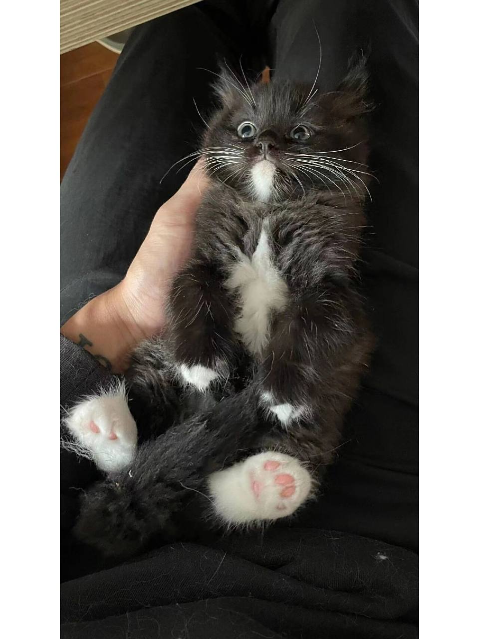 黑色布偶猫? 为什么重点色跟蓝山的宝会长这样