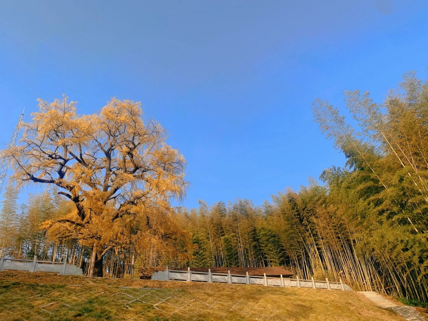 打卡,岳阳网红银杏树 宝贝爷爷家背后的天井山银杏树今年成了网红打卡