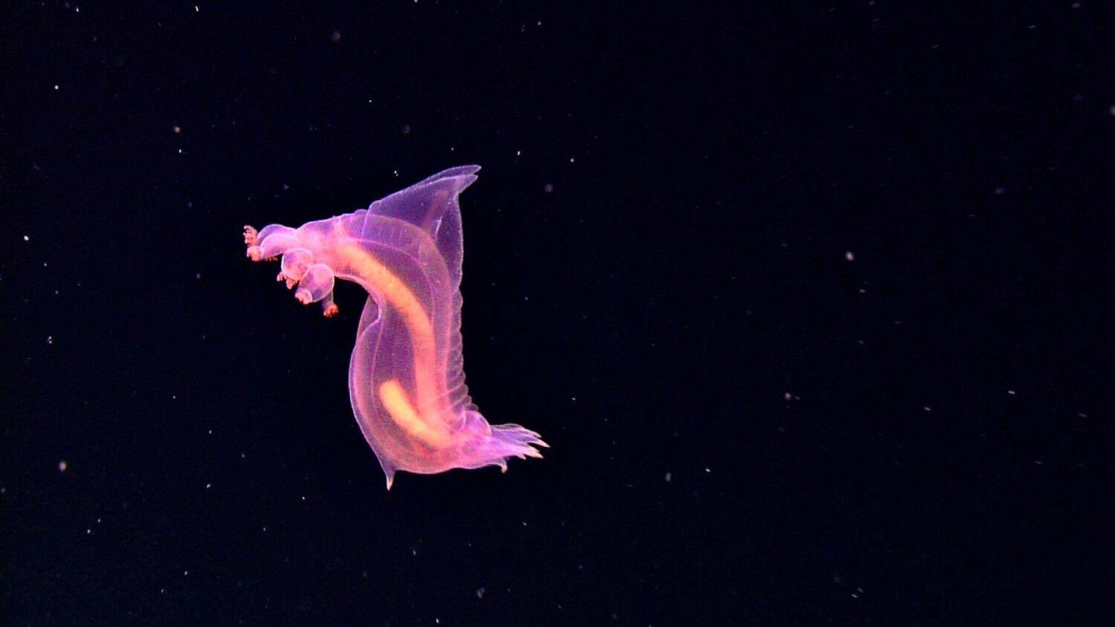 梦海鼠|深海无头怪 98 fantasea·奇妙海洋 	 110.