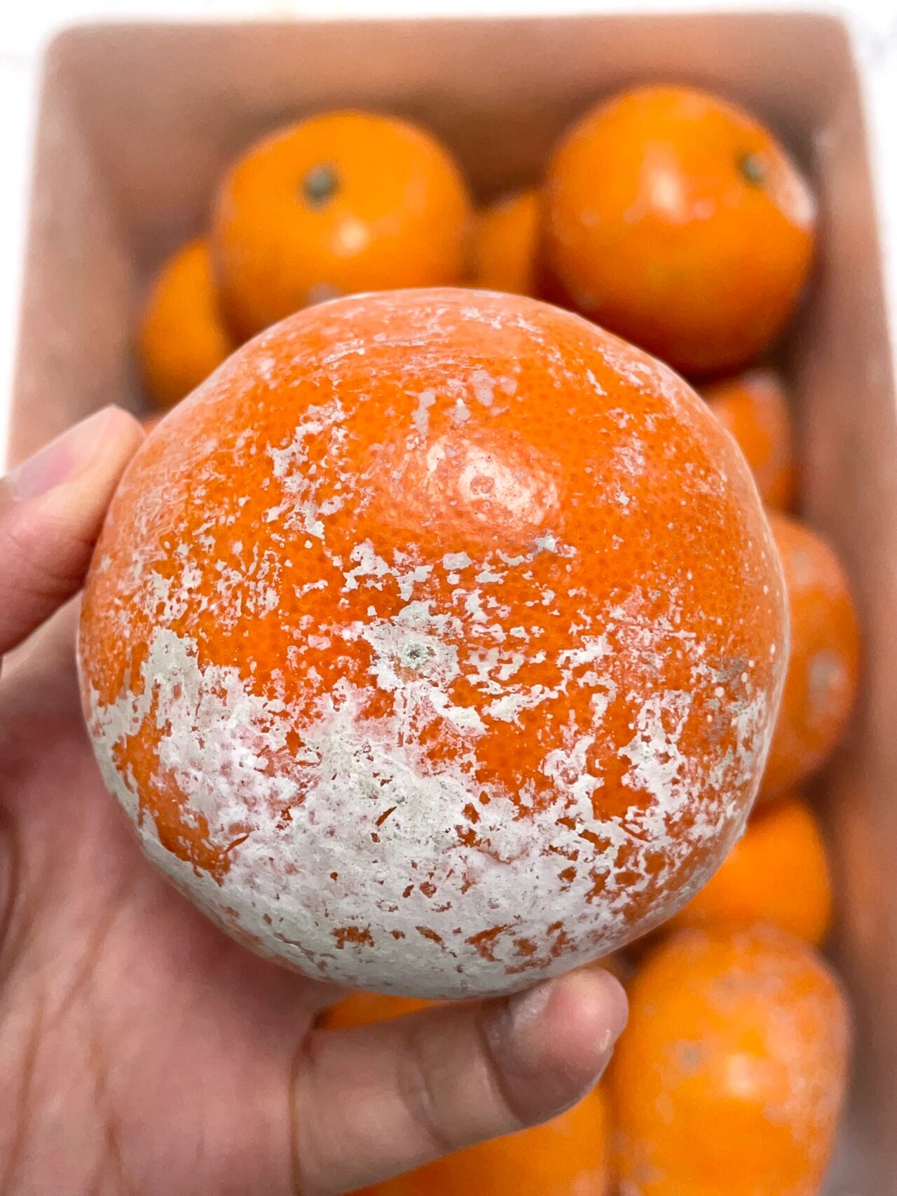 被这箱发霉的橘子92惊艳住了!