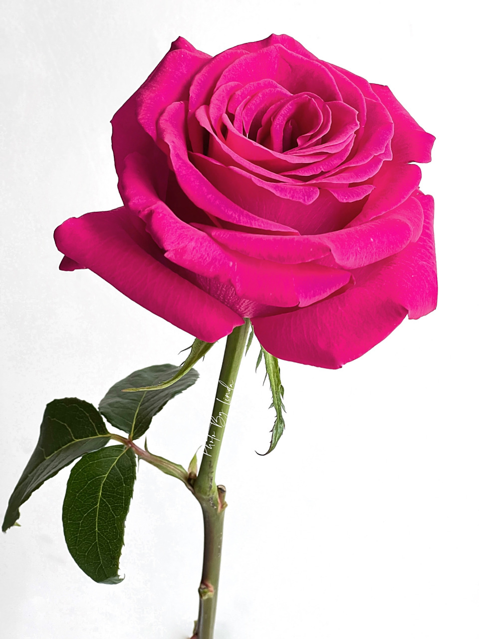 世界经典玫瑰之一|喜上·弗洛伊德玫瑰   	 2022年最后就以兰蔻家御用