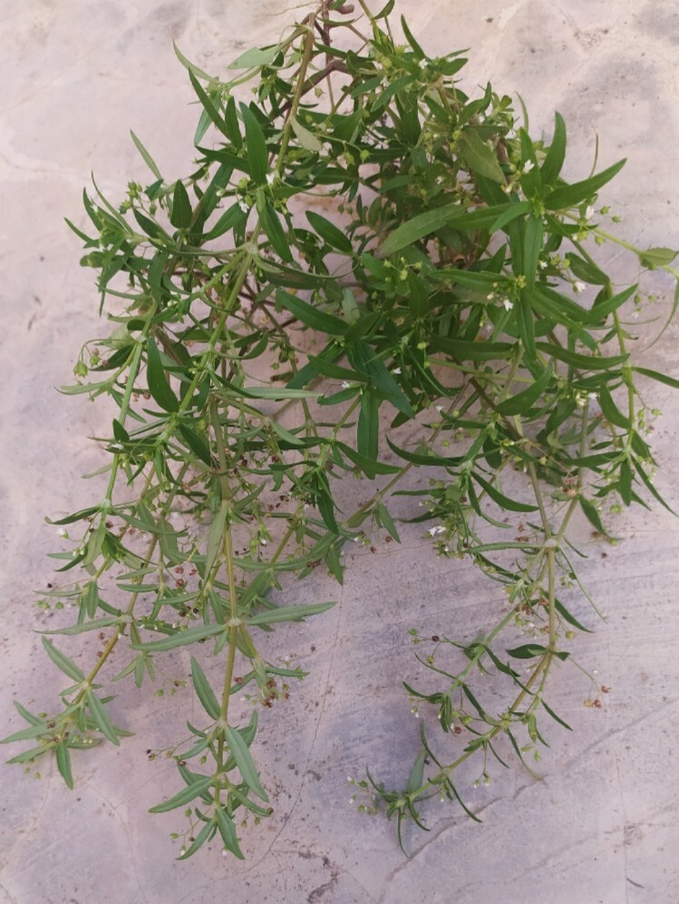 最近去楼顶浇花,发现长了许多蛇舌草,这是一种草药,吃了可以清热解毒