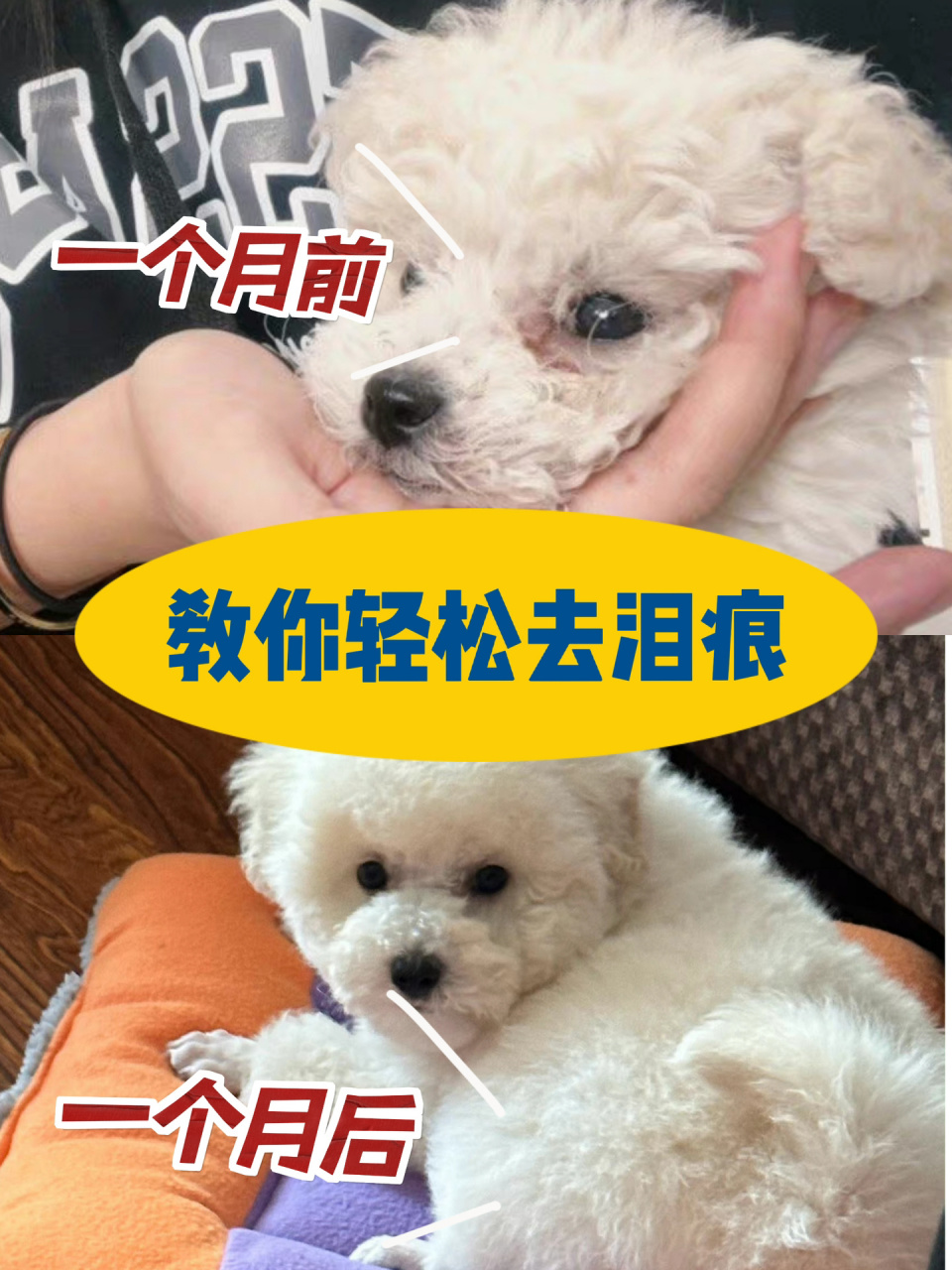 比熊|狗狗泪痕怎么办 75去泪痕方法 97比熊真的超级超级容易有