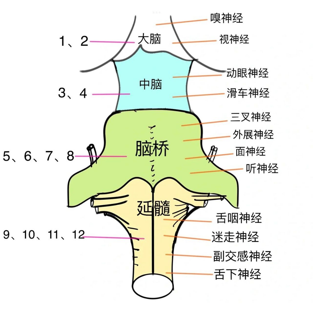 延髓锥体图片