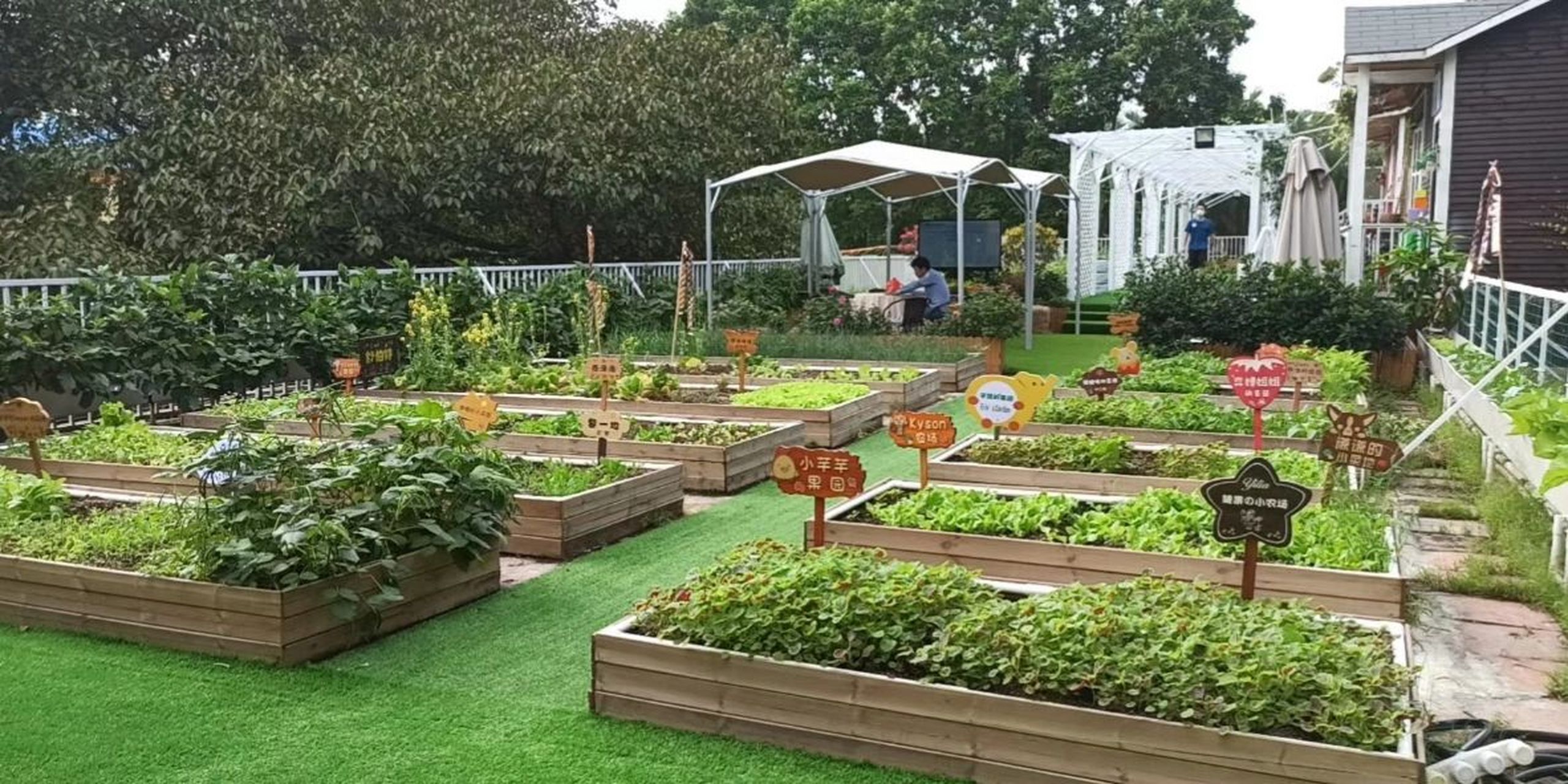 升级改造后的楼顶菜园 历时两多个月 菜地全部焕然一新 每天心情都是