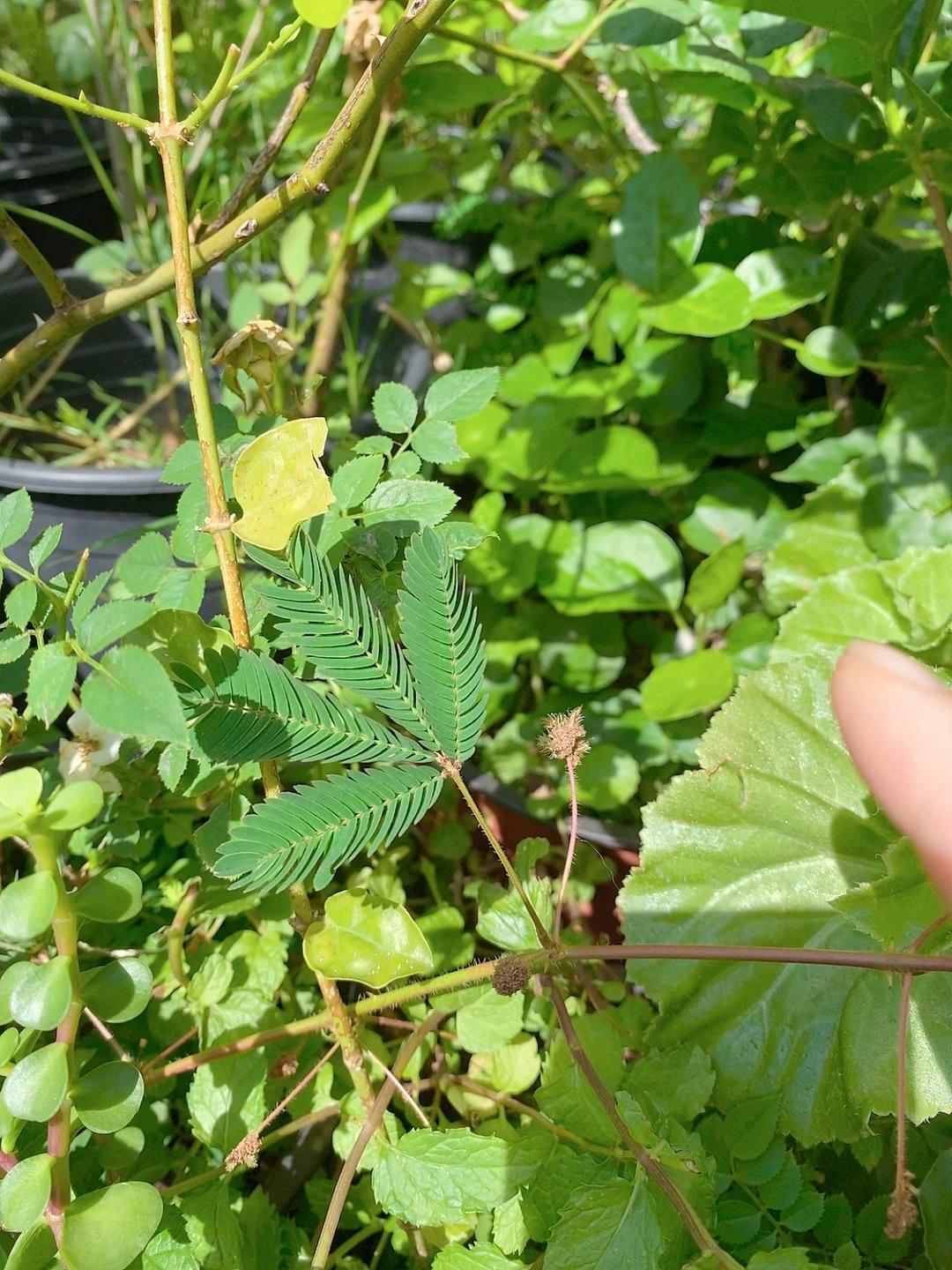 含羞草麻豆图片