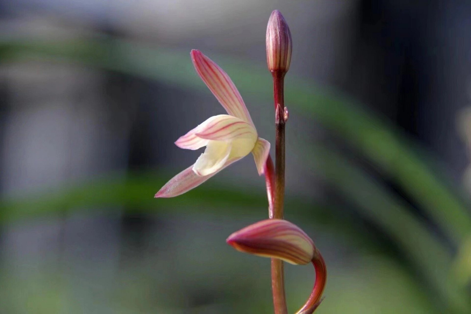 建兰～春雨彩虹 花高出架,彩瓣素舌～很有气质的一颗花!