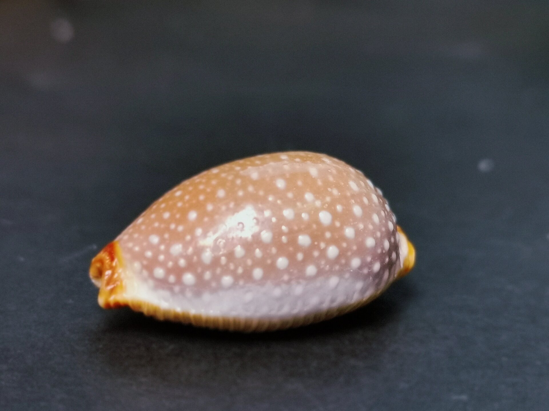 宝螺鉴赏|爱不释手的宝贝