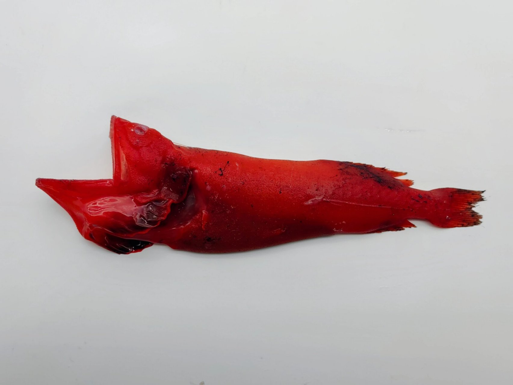 你见过红色的鲸鱼吗?