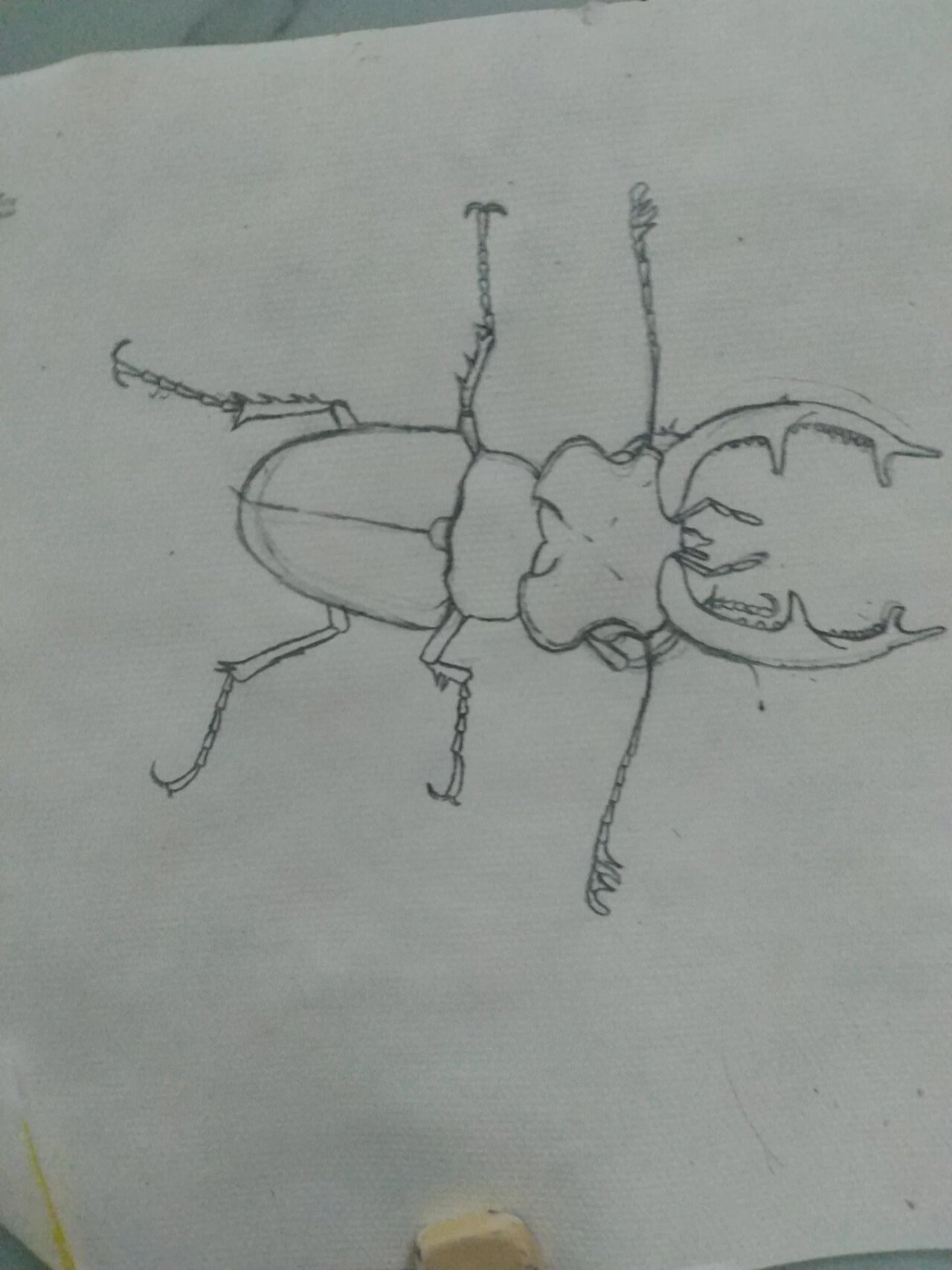 2月构图欧洲深山锹甲 2月构图随便画的.