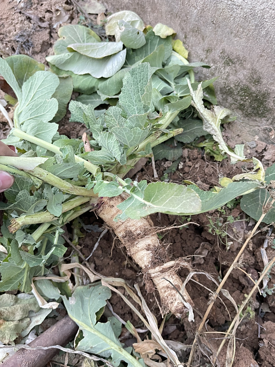 蔓菁 蔓菁,老百姓又称"土人参".