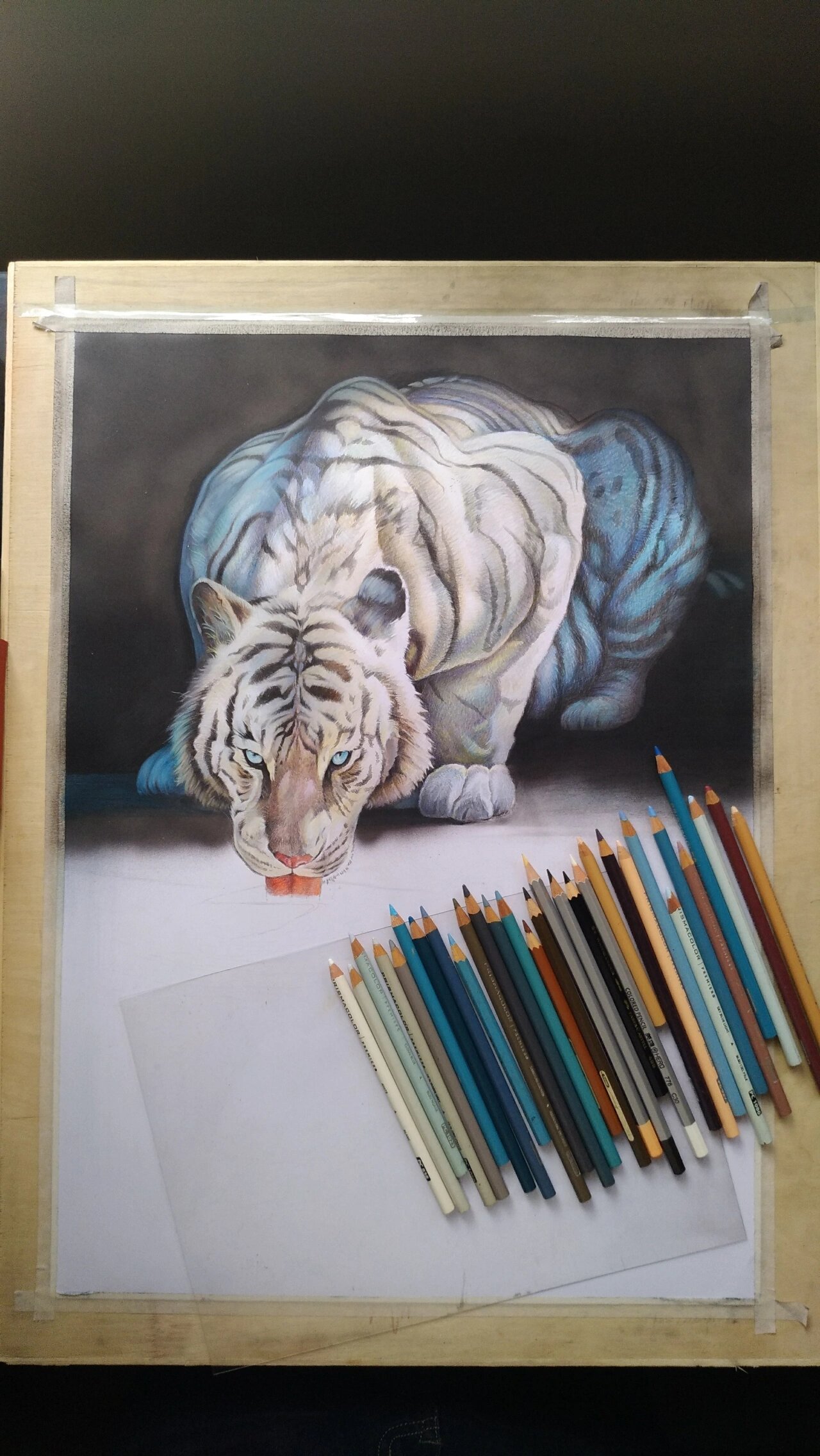 彩铅画一只白虎,半成品 尺寸:4开.