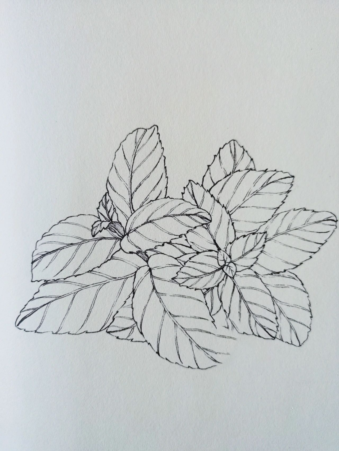 今天画薄荷叶(过程仅供参考