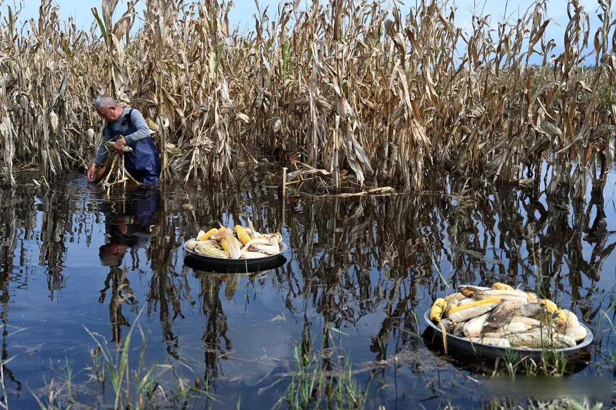 灾难面前,政府迅速行动起来,出台了庄稼水淹补贴政策,给受灾群众吃