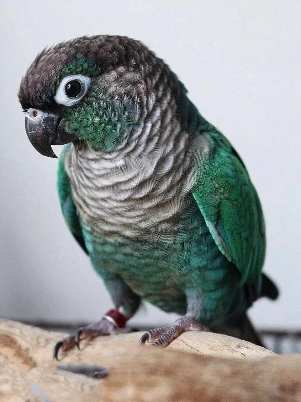 蓝化绿颊小太阳 细节图分享