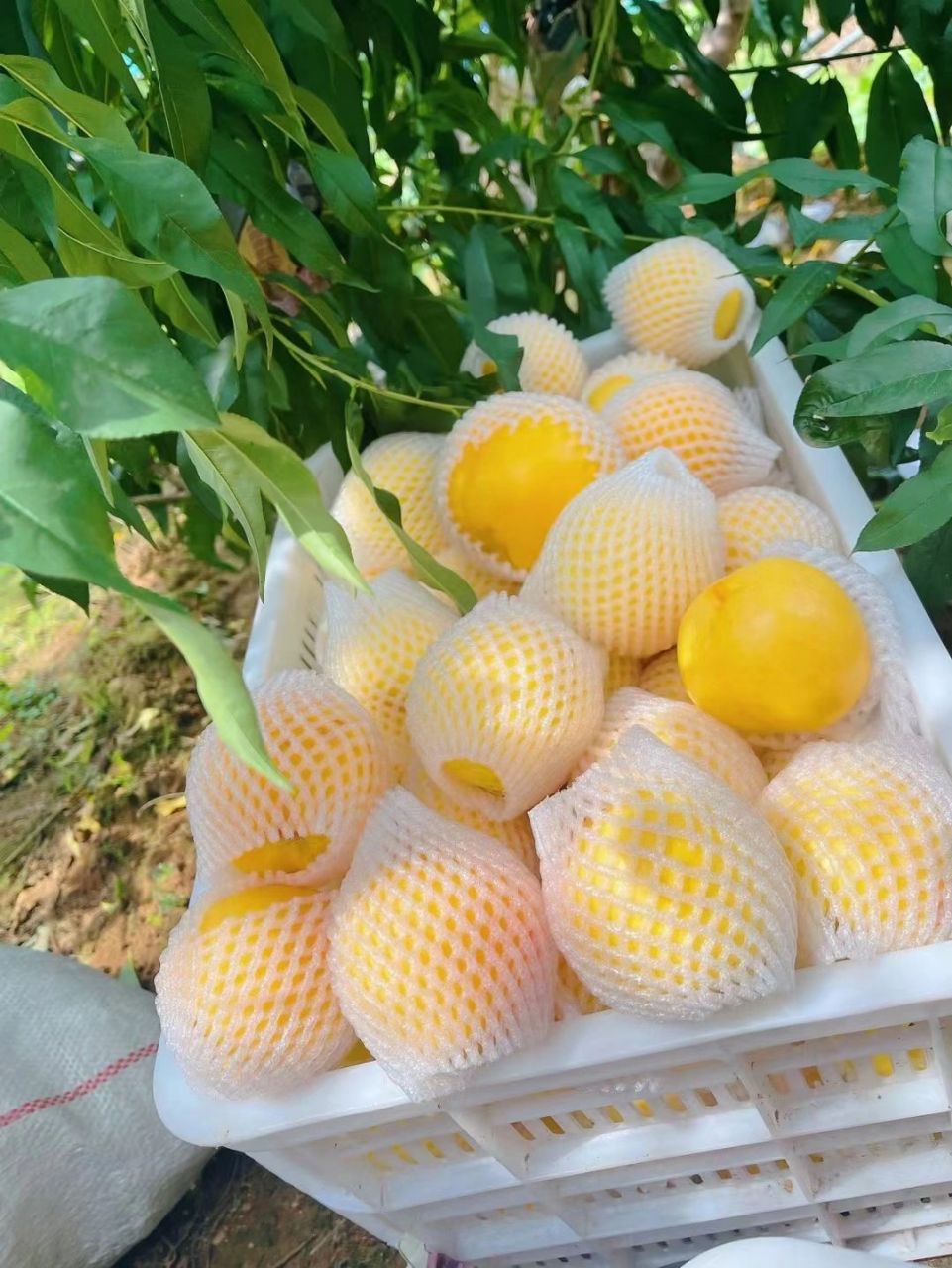 北戴河杏梅 非常好吃 北戴河精品大杏梅,纯甜口,嘎嘎甜,齁甜,果型端正