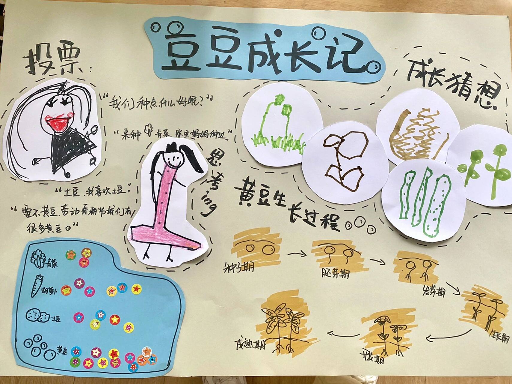 幼儿园植物角植物生长记录|豆豆成长记97 小班植物角 黄豆生长记录