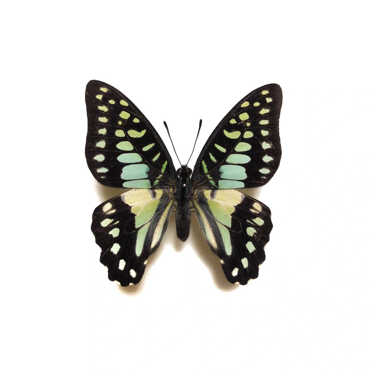 graphium doson 木兰青凤蝶0299 最近我也迷上绿