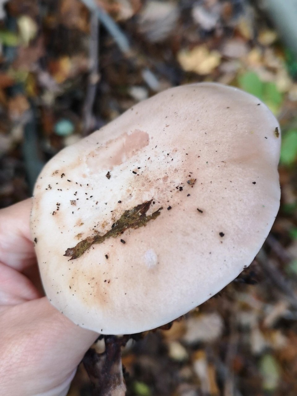 野菌分享篇(七):肉色香蘑 肉色香蘑(lepista irin