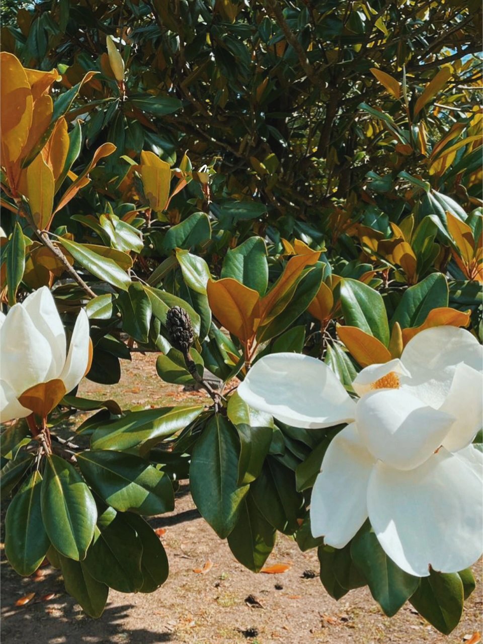 一朵朵白色的大花花型像荷花一样,所以也会叫它荷花玉兰.