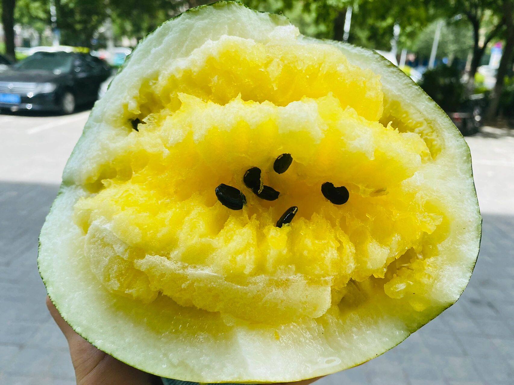 打瓜91 算内蒙的专属水果吗 别的产区可能都是用来做瓜子 我们才