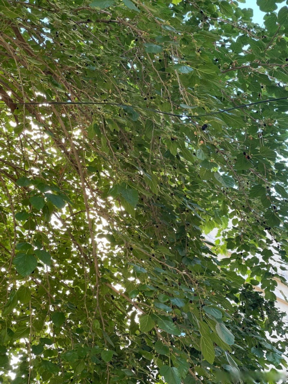 老师傅专心致志的卷着莫合烟,很讲究在把烟屁股上的长尾巴掐短了一半