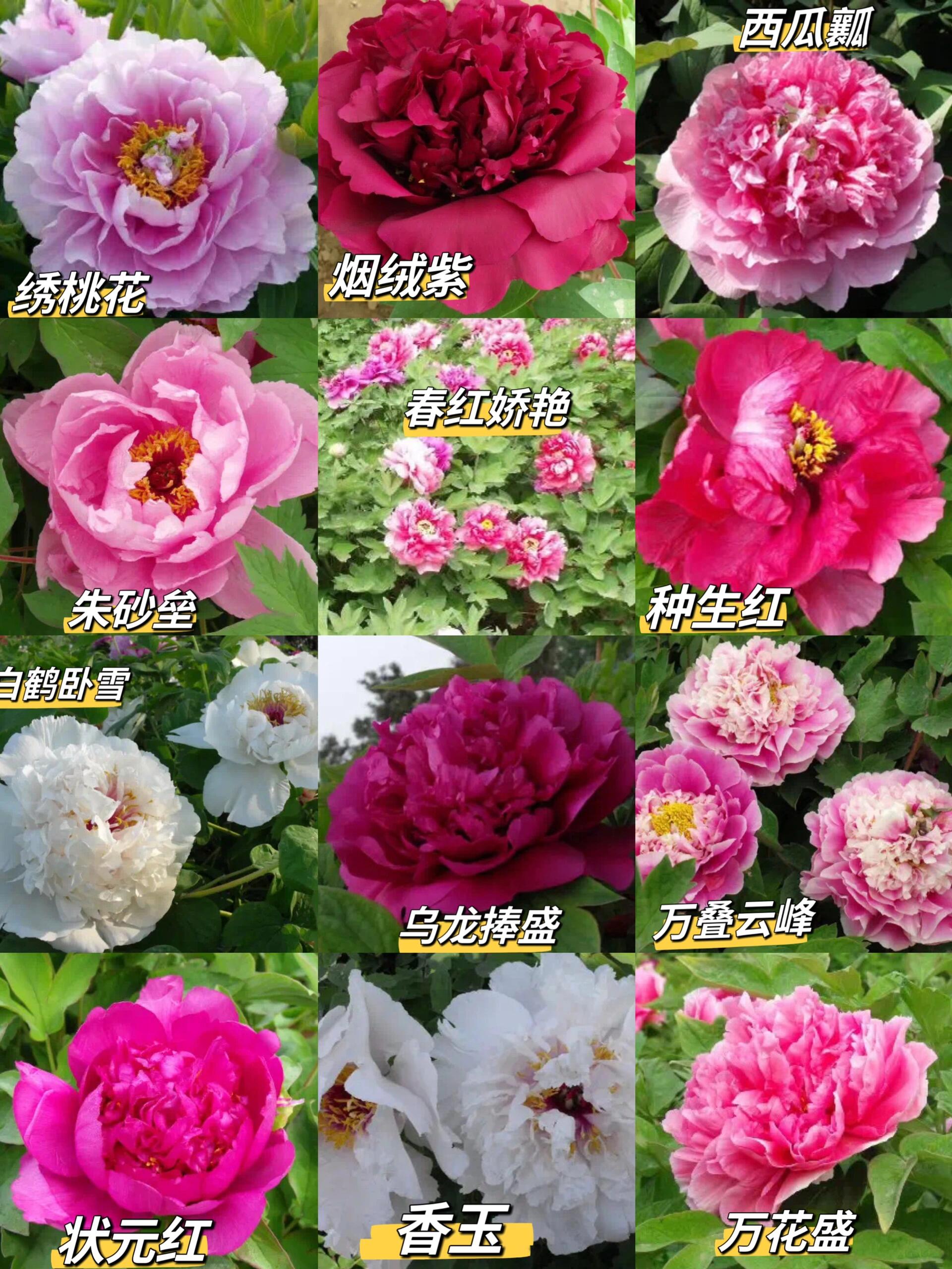 收下这篇洛阳牡丹花大全指南,就不用问了