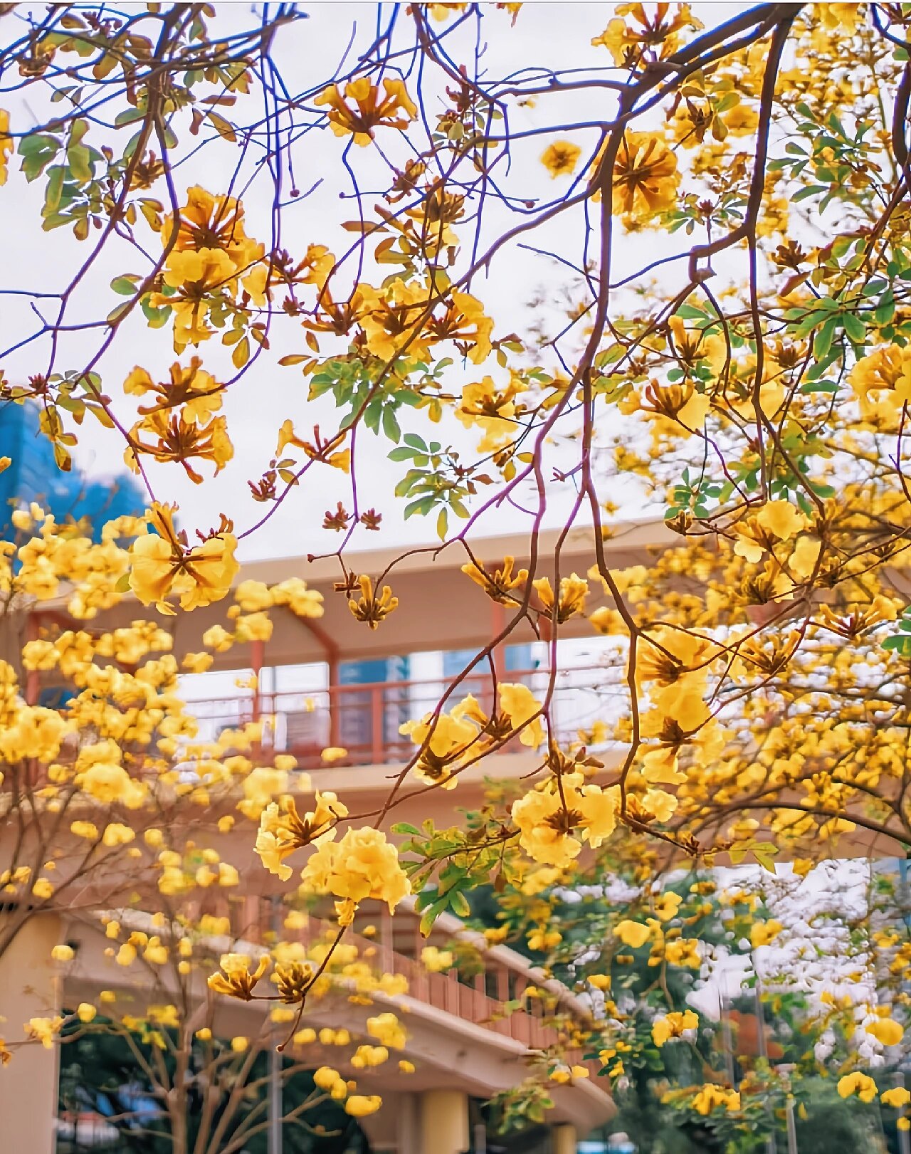 9396香港黄花风铃木!98好浪漫的花海春景